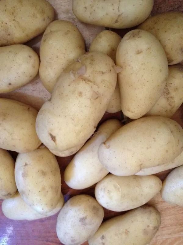 картофель молодой, урожай 2019 в Египте 4