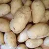 картофель молодой, урожай 2019 в Египте 4