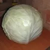 капусту белокочанную 15-30 см в Москве 2