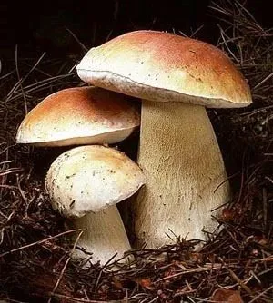 белые сушеные грибы 1,5 кг.  в Москве