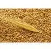 фотография продукта Пшеница экспорт cif