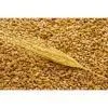 пшеница экспорт cif в Казахстане
