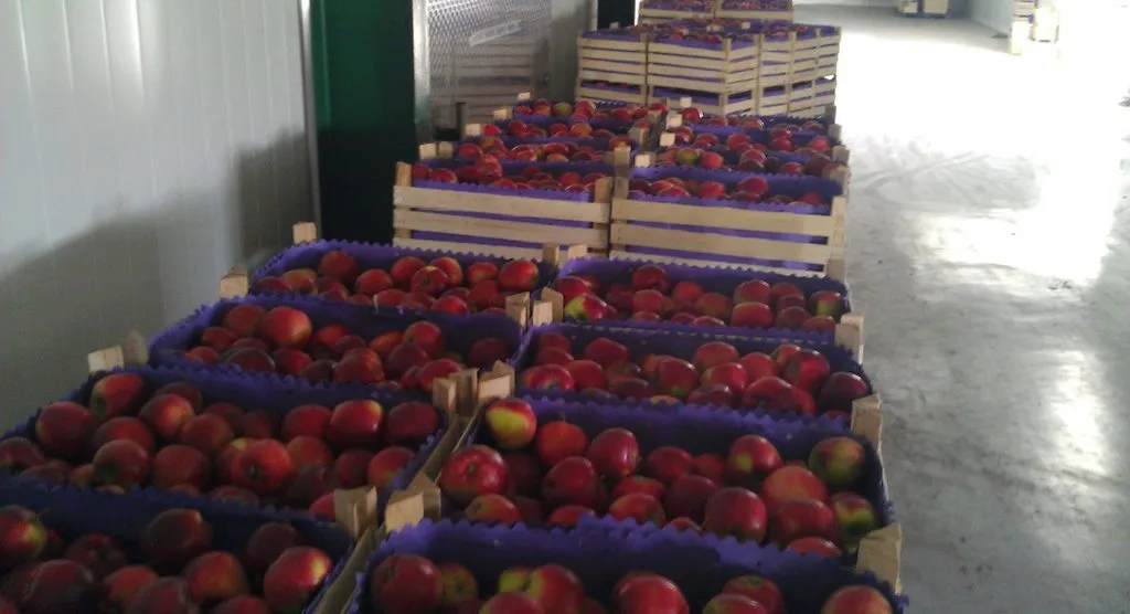 молдавские яблоки в Молдавии 3