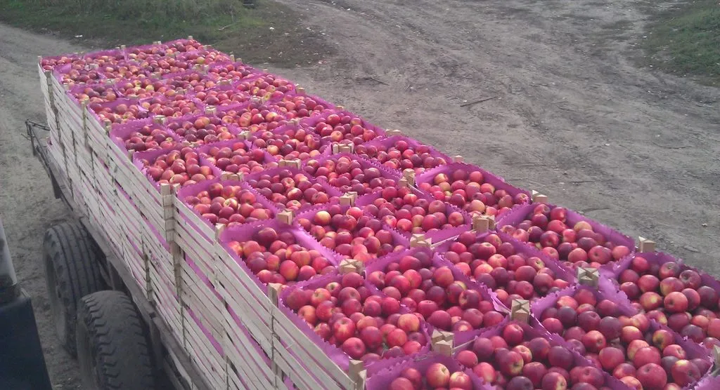 молдавские яблоки в Молдавии 4