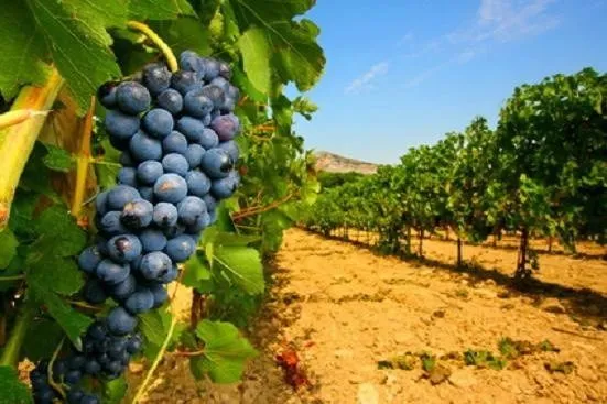виноград в Астрахани