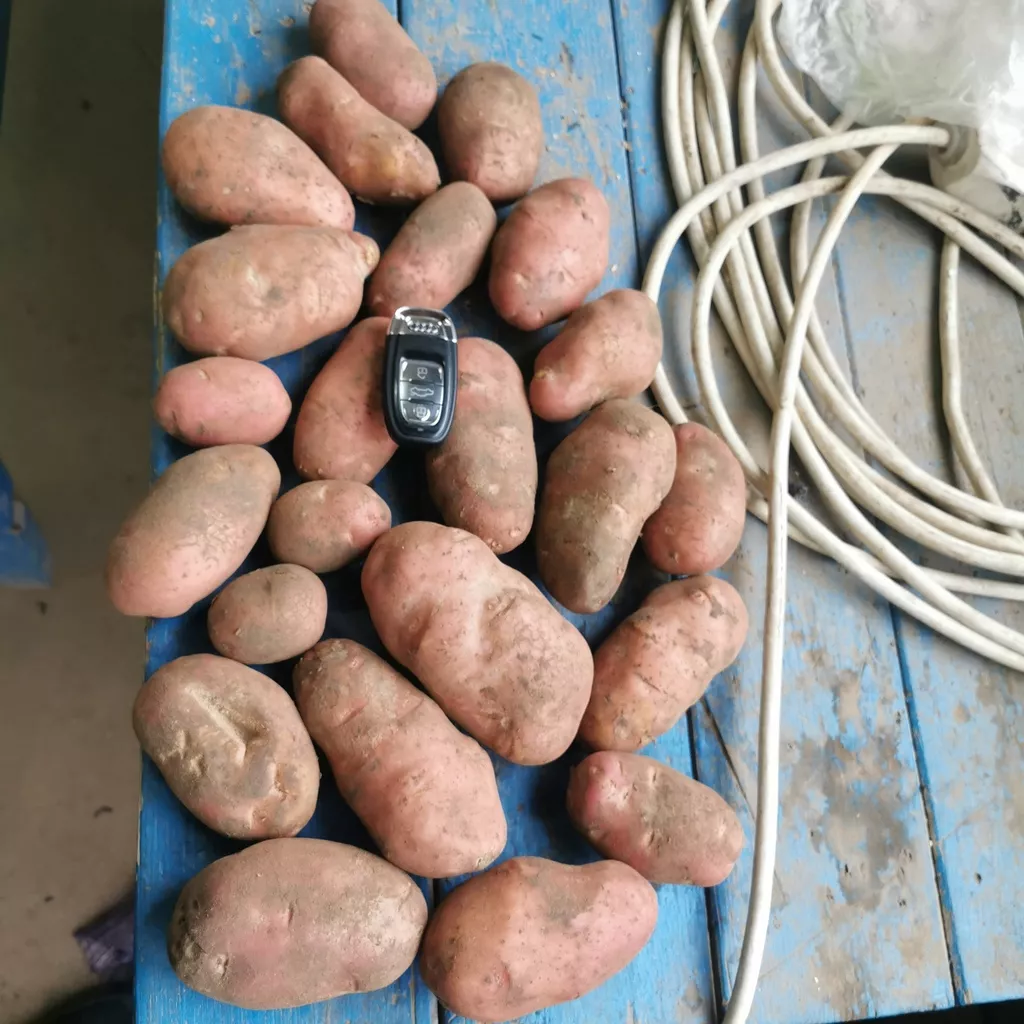 картофель  оптом 13р в Республике Беларусь 2