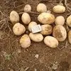 картофель  оптом 13р в Республике Беларусь 7