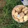 картофель  оптом 13р в Республике Беларусь 8