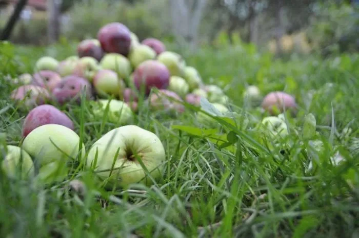 яблоки на переработку в Тульской обл. в Мичуринске