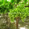 виноград свежий, бескосточковые сорта в Египте 4