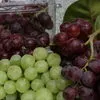 виноград свежий, бескосточковые сорта в Египте 3