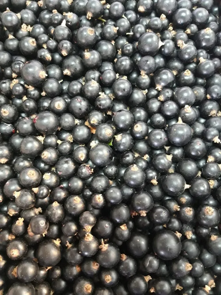 фотография продукта Черная смородина оптом свежая 2019 года