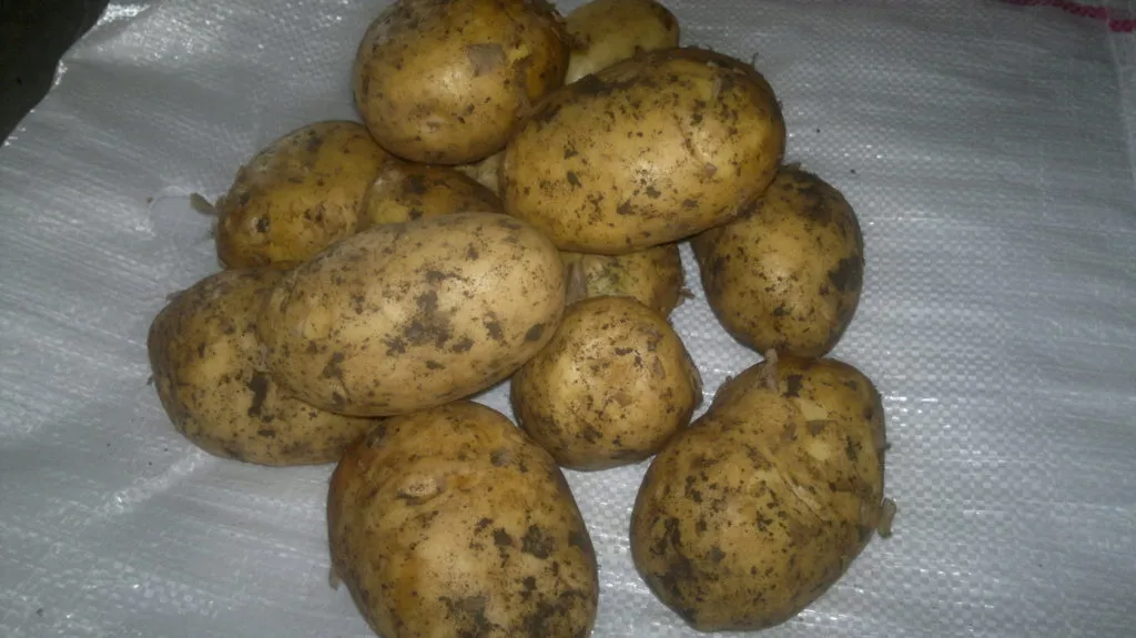 фотография продукта Картофель 10 руб/кг
