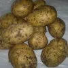 картофель 10 руб/кг в Москве и Московской области