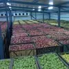 яблоки на экспорт в Каменке