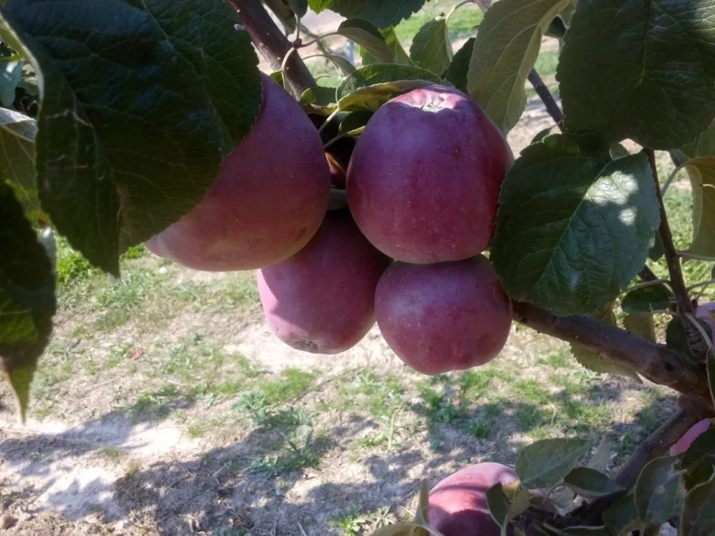 яблоко  в Республике Беларусь