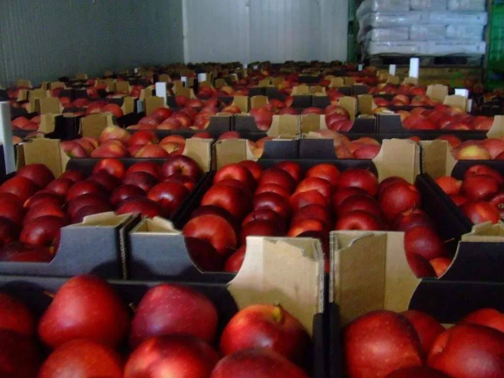 поставки яблок в: Kz, Tj, Uz, Kgz, Tkm.. 4