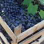виноград Аттика (от производителя) в Краснодаре