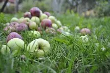 яблоки на переработку в Брянской обл в Мичуринске
