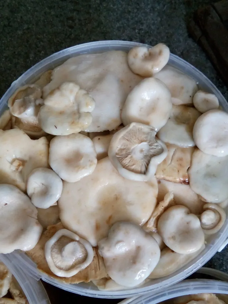  грибы грузди оптом в Хабаровске 2