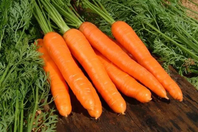 морковь оптом в Козьмодемьянске