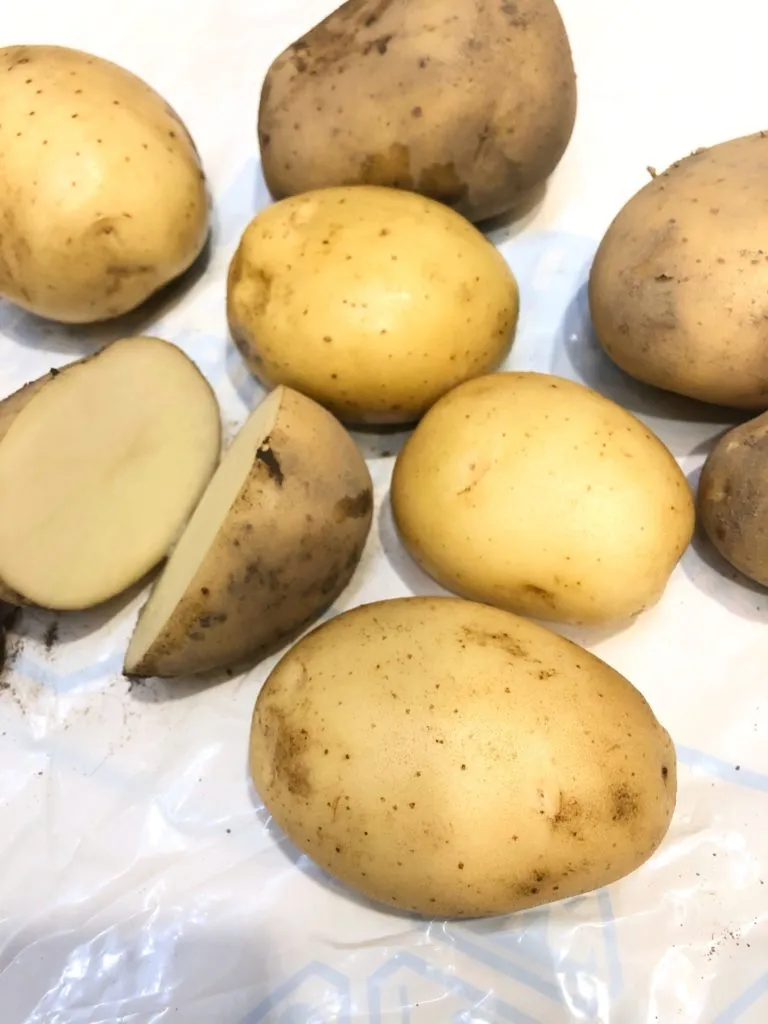 картофель семенной  в Иванове 3