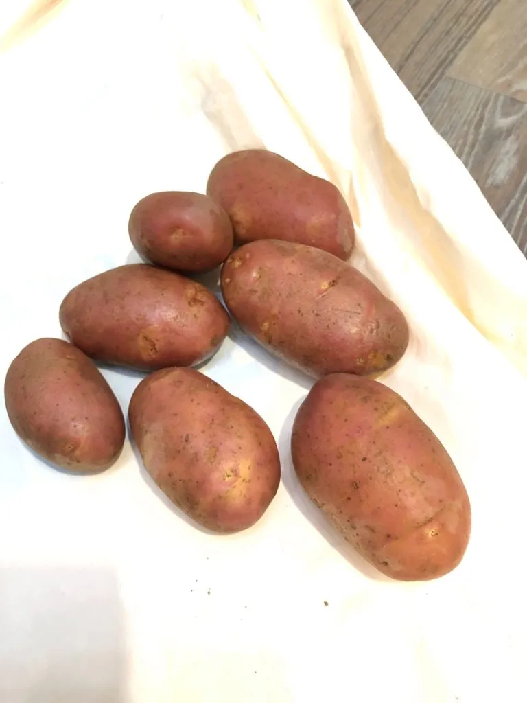 картофель семенной  в Иванове 5