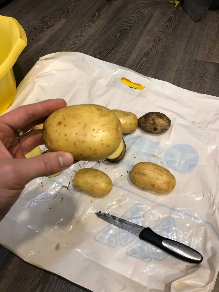 картофель семенной  в Иванове 4