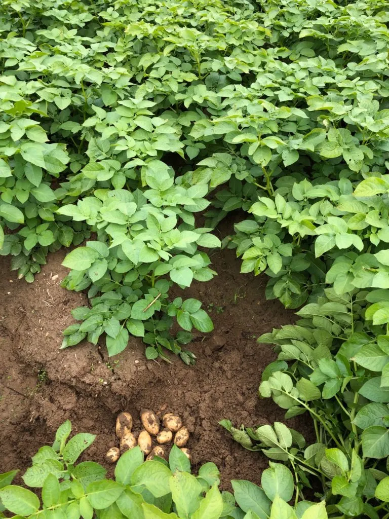 картофель семенной  в Иванове