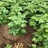 картофель семенной  в Иванове