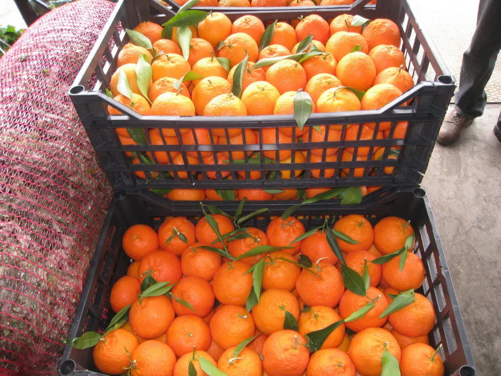 мандарины и апельсины в Москве 2