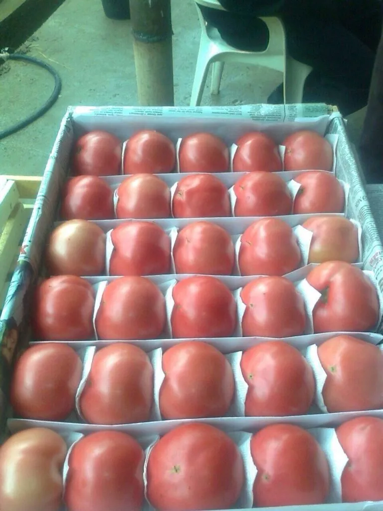 томаты оптом от 20 тонн в Омске 5