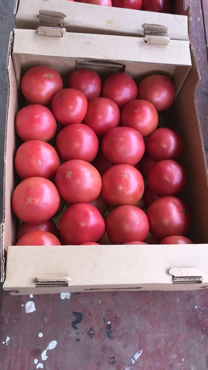 томаты оптом от 20 тонн в Омске 2