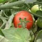 томаты оптом от 20 тонн в Омске