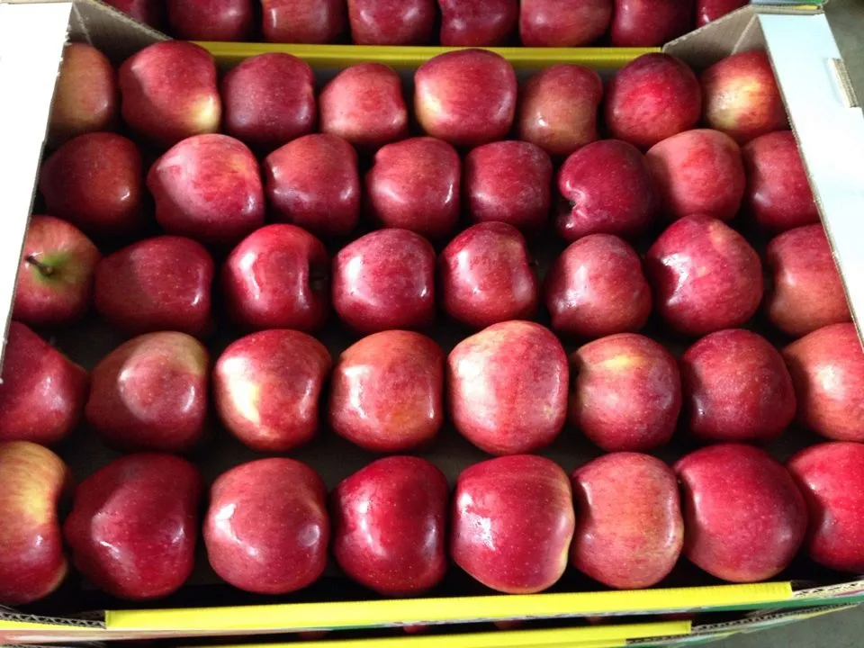 яблоки Ред Чиф в Майкопе и Республике Адыгея