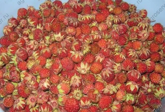 свежезамороженные ягоды, грибы  в Челябинске 2