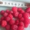 свежезамороженные ягоды, грибы  в Челябинске 4