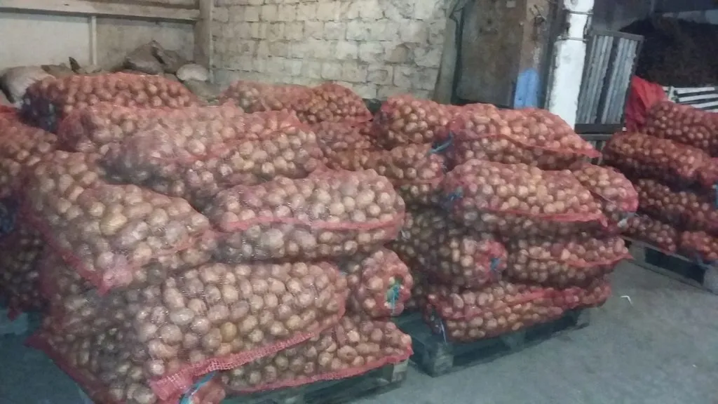 фотография продукта картофель продовольственный,семенной