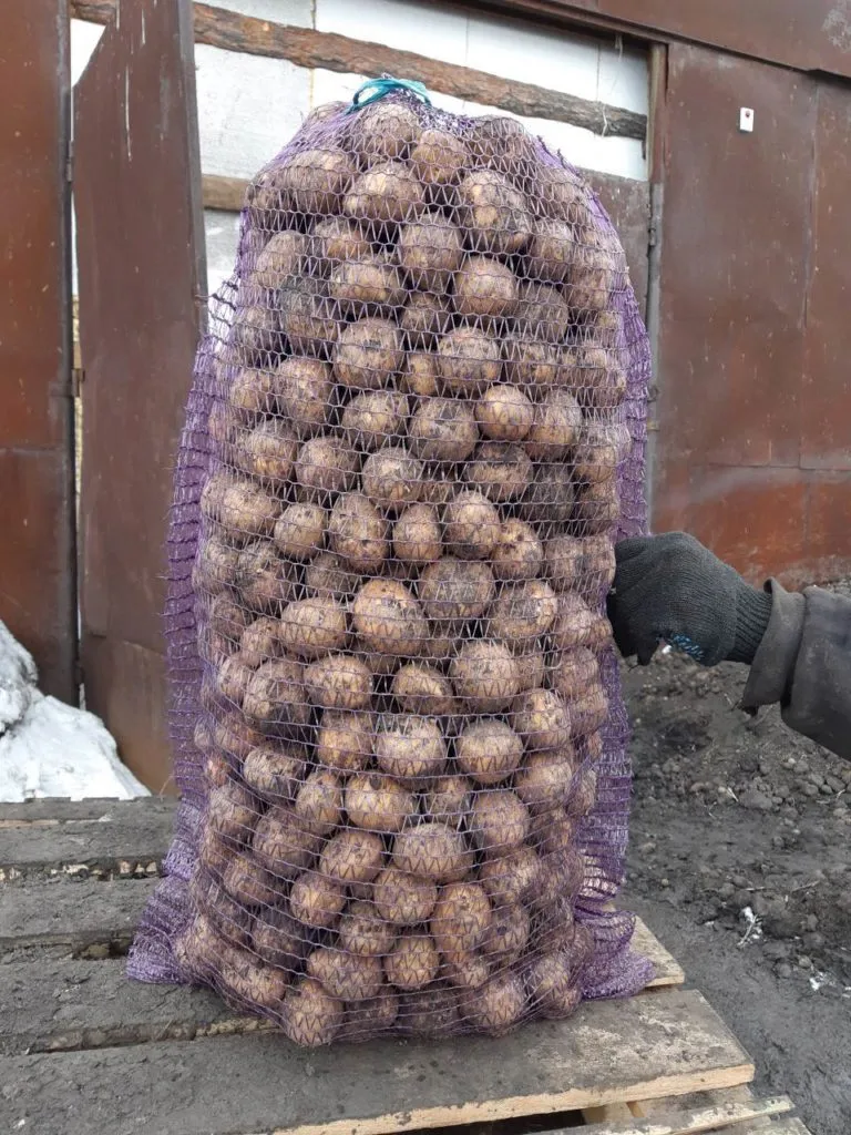 картофель семенной Гала - 3р. в Кургане