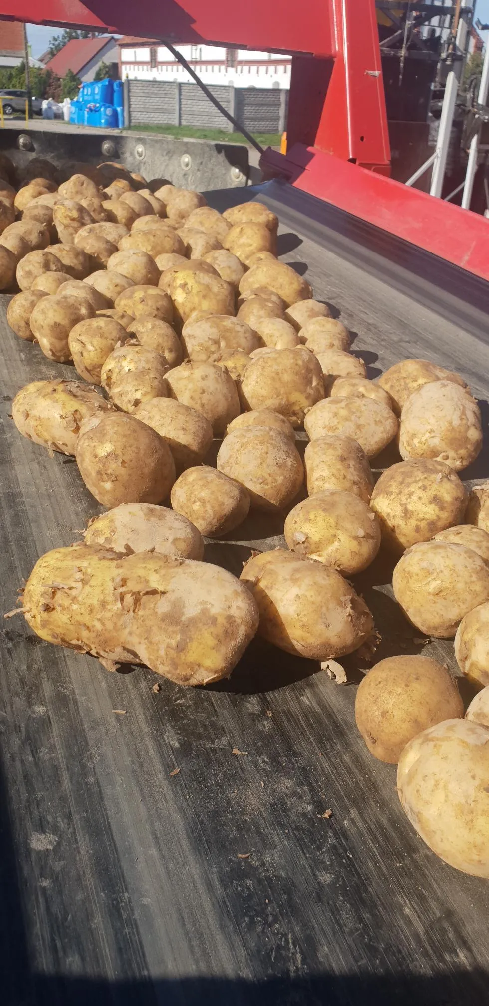 купим картофель от 20 до 2000 тонн. в Брянске 7