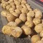 купим картофель от 20 до 2000 тонн. в Брянске 7