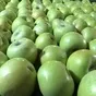 купим яблоки в г.  Брянске. в Москве 3
