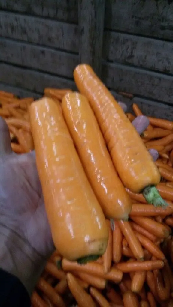 реализуем  мытую морковь 2 сорта в Ставрополе 3