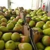 яблоки  урожая 2018 в Польше