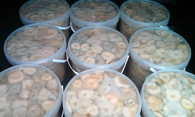 грибы грузди боровые солёно-отварные в Омске