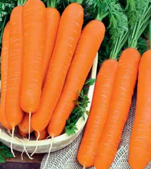 морковь в Кургане