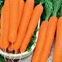 морковь в Кургане