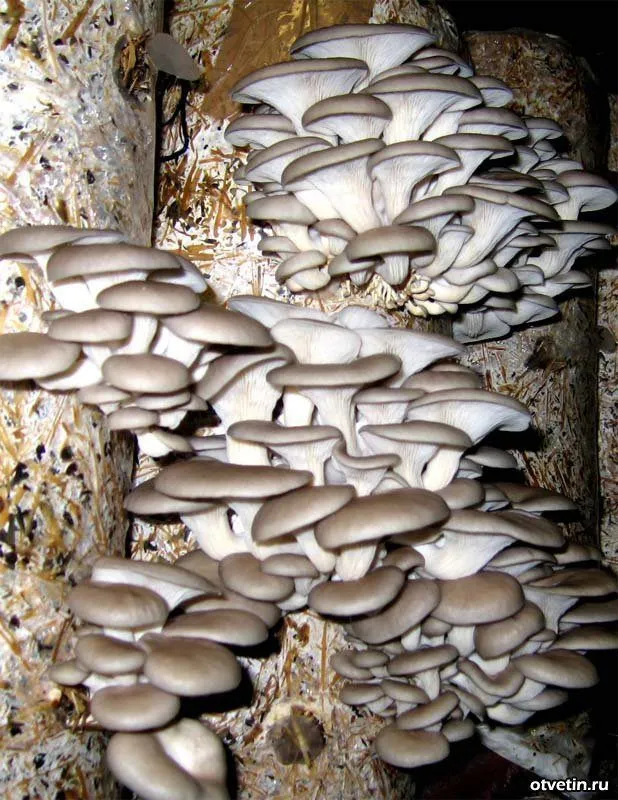 грибы вешенка свежие