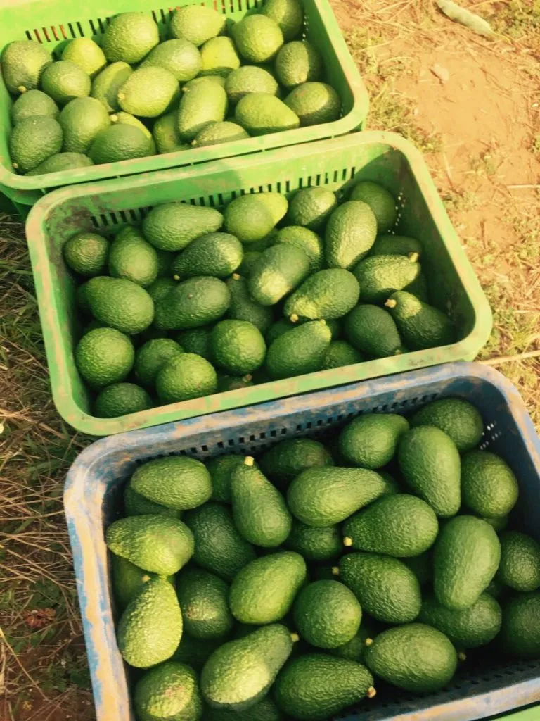 предлагаем фрукты и овощи Из Марокко в Марокко 4