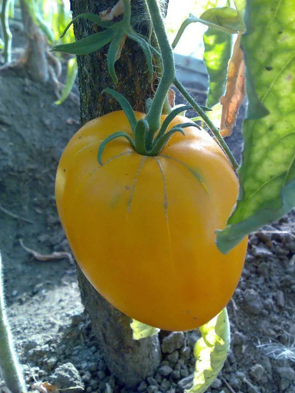 помидоры в Тюмени